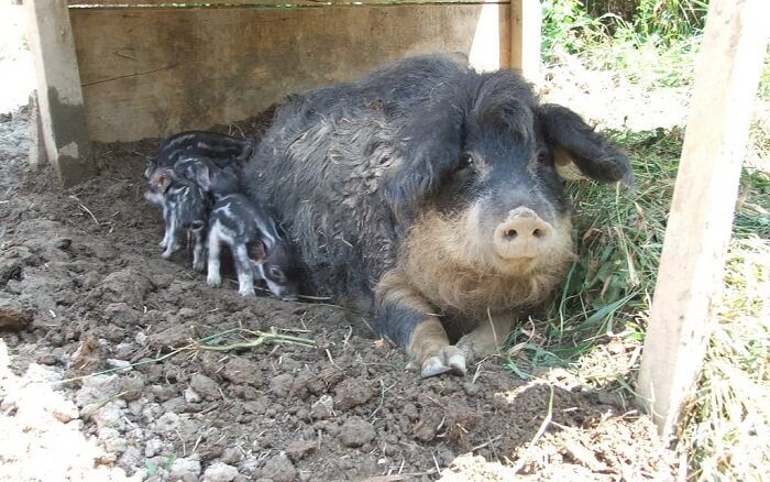 Венгерские мангалики хорошо переносят роды и редко сталкиваются с осложнениями