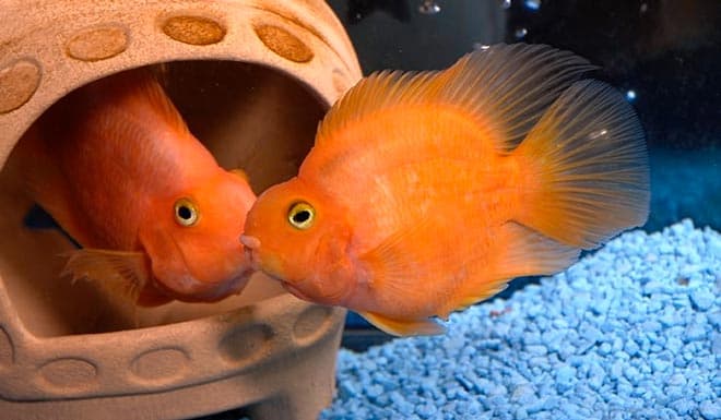 аквариум для рыбки попугая