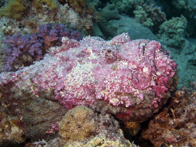 Бородавчатка (Synanceia)