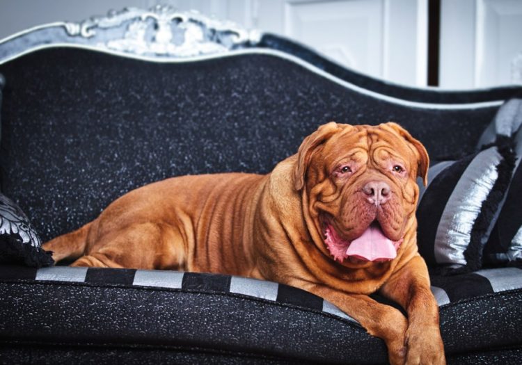 Бордоский дог - все о собаке, 7 минусов и 10 плюсов породы