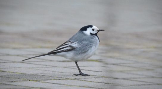 Растительный мир Африки: список редких представителей флоры и фауны, эндемики африканского континента