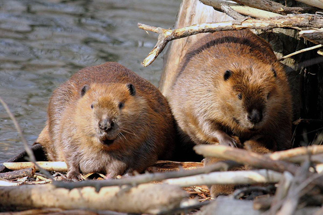 Бобры – ценное звено экологической среды Бобры – ценное звено экологической среды