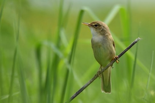 Какие виды птиц улетают зимой из России на юг, в тёплые края перезимовать
