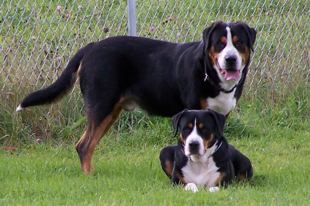 15 самых больших собак в мире и названия пород