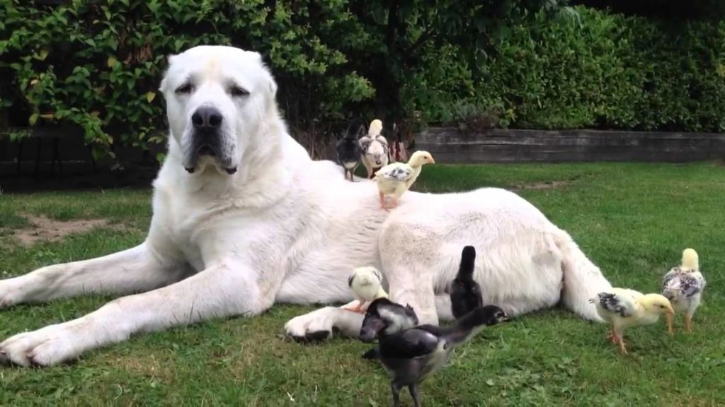 15 самых больших собак в мире и названия пород