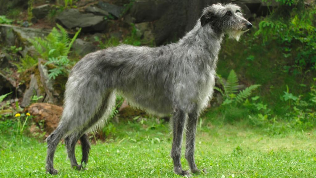 15 самых больших собак в мире и названия пород