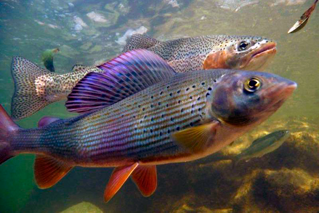 Хариус: описание байкальской речной рыбы, где водится, как выглядит и к какому семейству относится, является ли краснокнижной рыбой