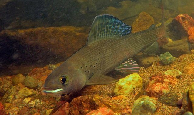 Хариус: описание байкальской речной рыбы, где водится, как выглядит и к какому семейству относится, является ли краснокнижной рыбой