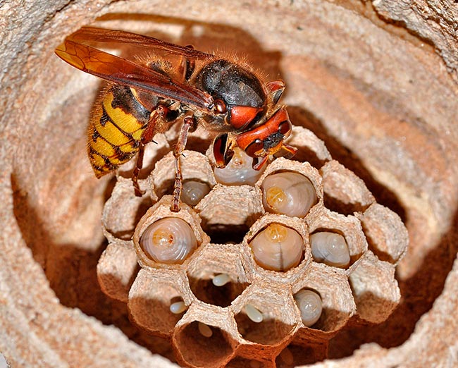 Разведение и гнездование шершней