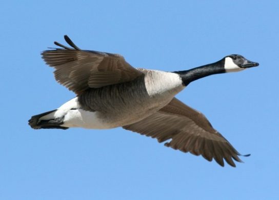 Какие виды птиц улетают зимой из России на юг, в тёплые края перезимовать