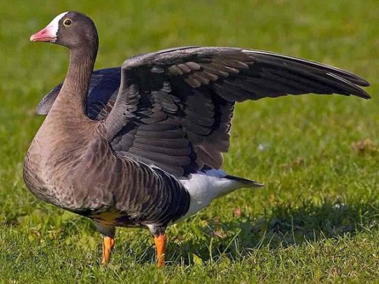 Питание пискульки Чем питается пискулька