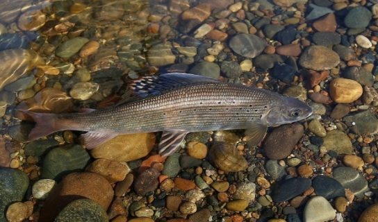 Животные Тайги