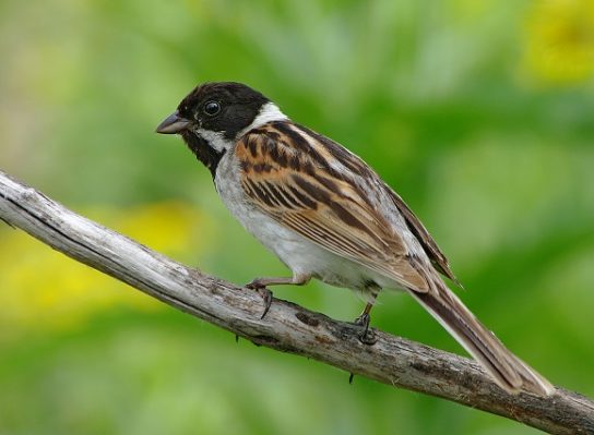 Крымские эндемичные растения и животные