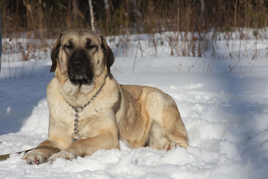 15 самых больших собак в мире и названия пород