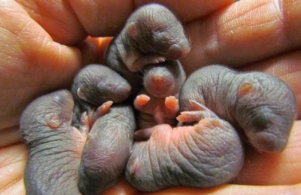 Крот-животное-описание-особенности-виды-образ жизни-и-среда обитания-крот-18