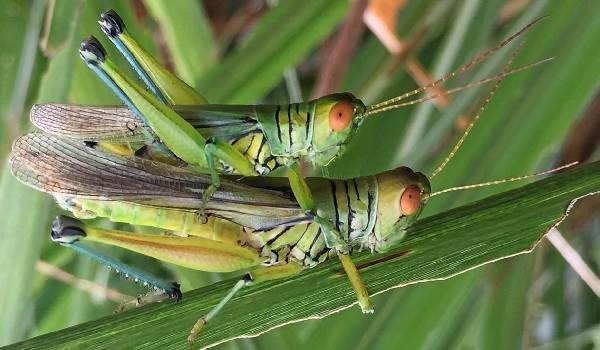 Кузнечик-насекомое-Описание-особенности-вида-и-среда обитания-кузнечика-13