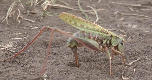 Кузнечик-насекомое-описание-особенности-виды-и-среда обитания-кузнечик-14