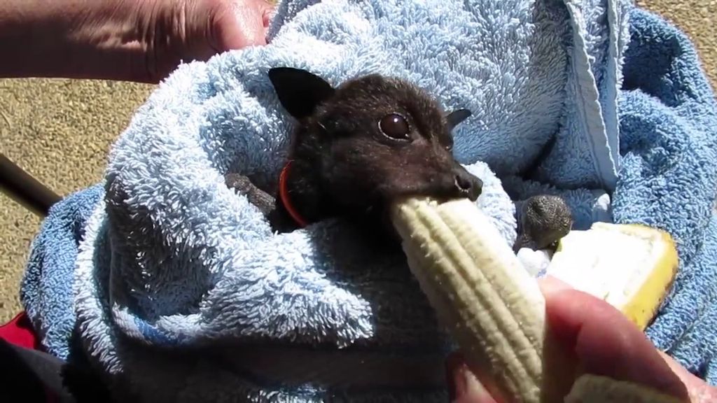 Меню летучей собаки состоит из различных фруктов