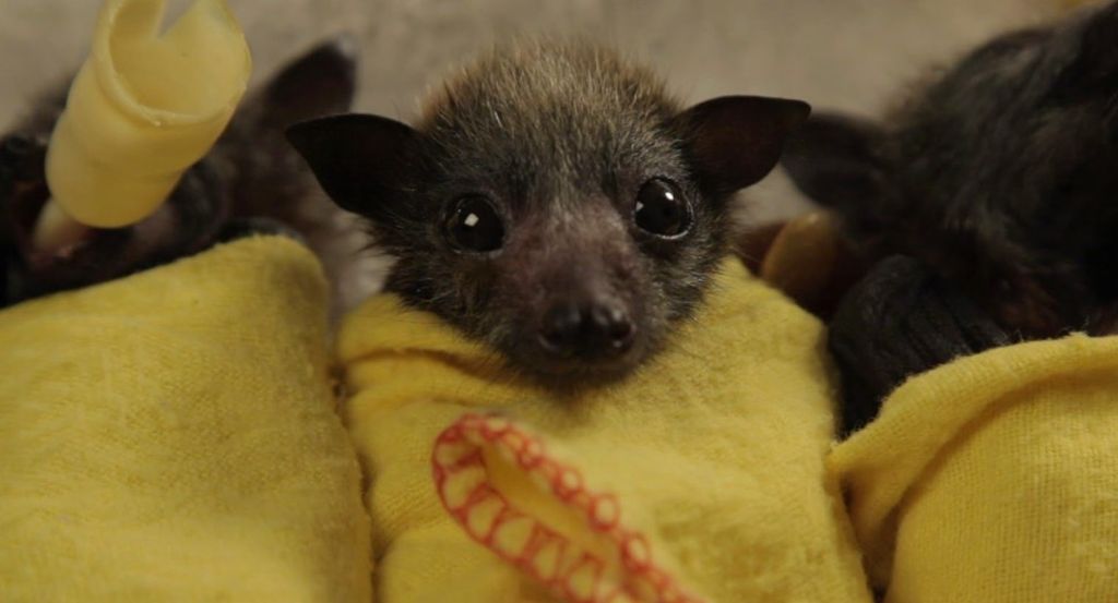 Детеныш рождается небольших размеров, слепой, но покрыт густой шерстью, что способствует хорошей терморегуляции