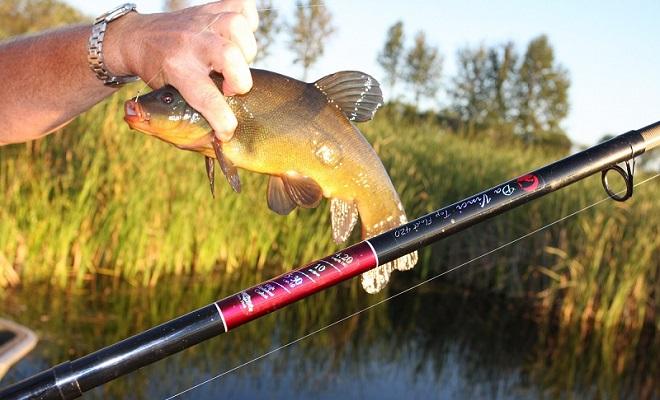 Ловля линя осенью в сентябре, октябре, ноябре на поплавочную удочку, фидер, донку - на что клюет, наживки, насадки