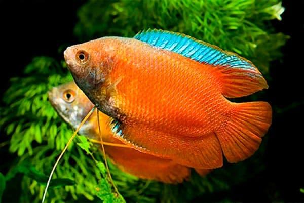 лалиус лалиус