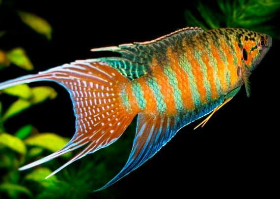 макроподы макроподы