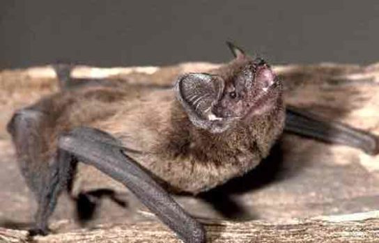 Красная книга Краснодарского края