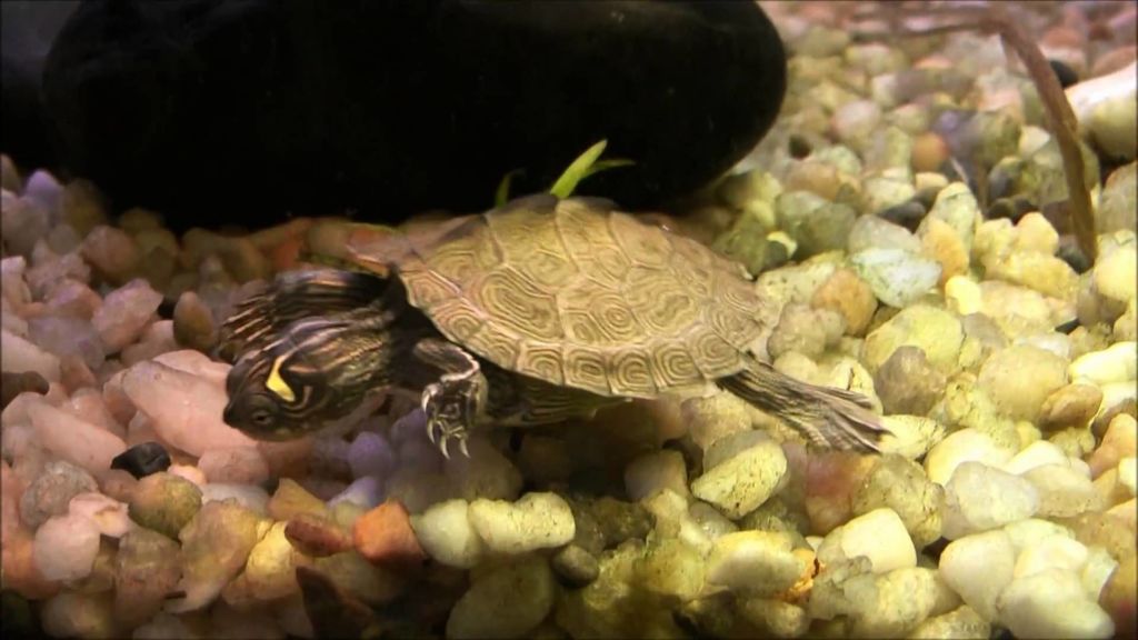 Юные черепашки не прочь поживиться аквариумными рыбами, такими как гуппи, данио, расборы