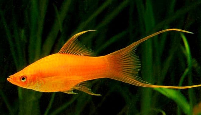 мечники мечники