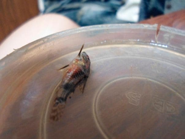 мертвый коридорас