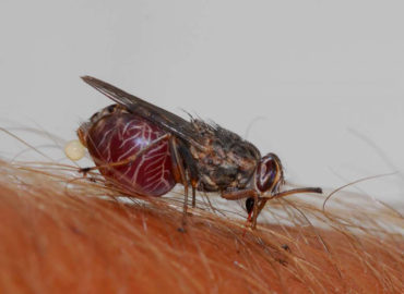 Укус мухи цеце