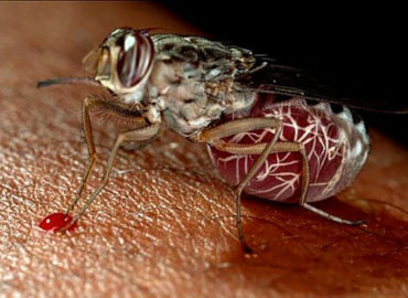 Укус мухи цеце