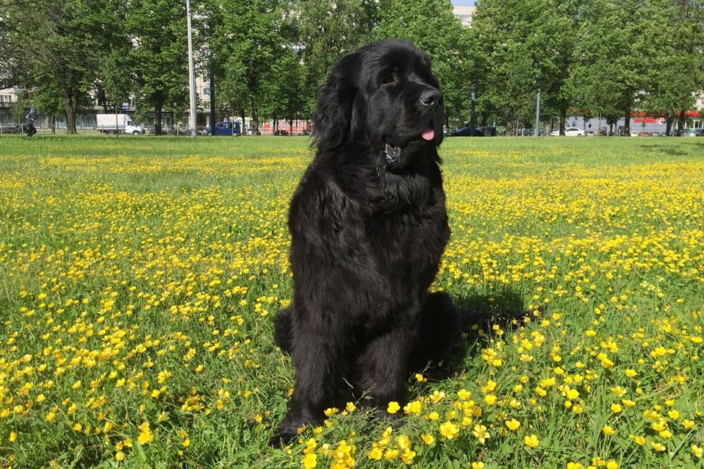 15 самых больших собак в мире и названия пород