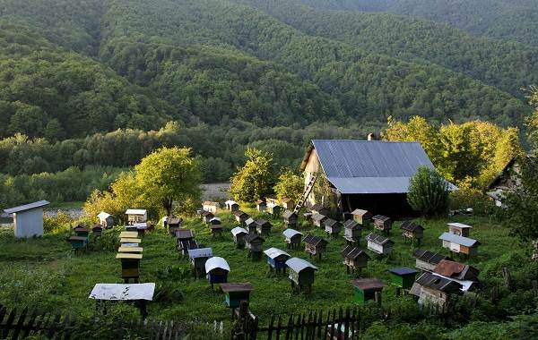 Пчела-насекомое-описание-особенности-виды-образ жизни-и-среда обитания-пчелы-14