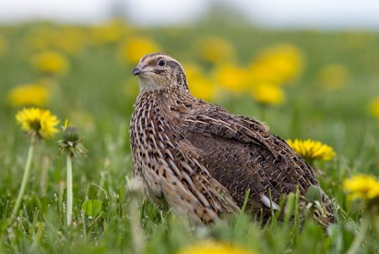 Какие виды птиц улетают зимой из России на юг, в тёплые края перезимовать