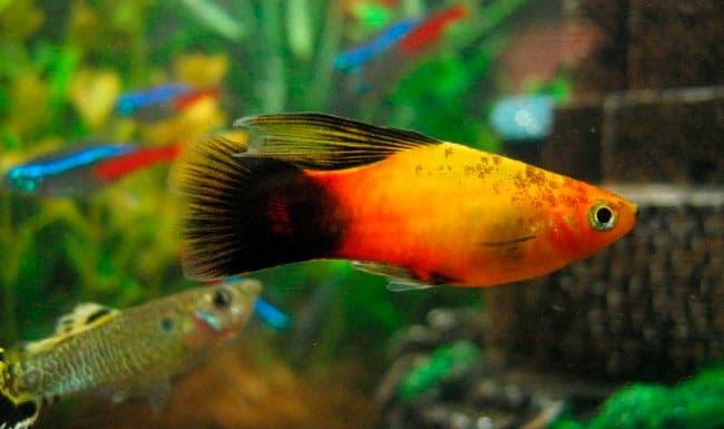 тарелки тарелки