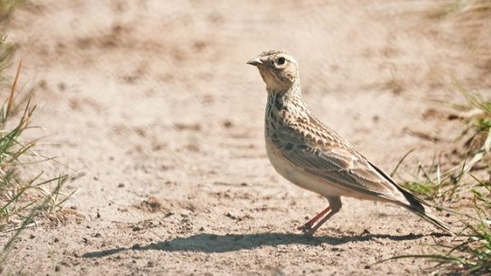 Какие виды птиц улетают зимой из России на юг, в тёплые края перезимовать