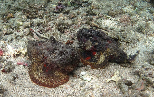 Рыбы-Красного-моря-Описание-особенности-и-названия-рыб-Красного-моря-34