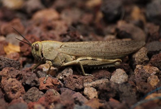 Животные пустыни и их удивительные механизмы приспособления