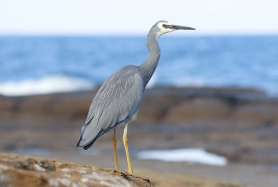 Какие виды птиц улетают зимой из России на юг, в тёплые края перезимовать