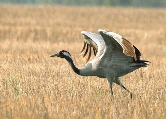 Растительный мир Африки: список редких представителей флоры и фауны, эндемики африканского континента