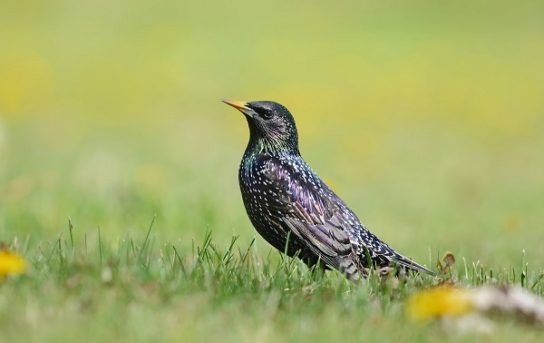 Какие виды птиц улетают зимой из России на юг, в тёплые края перезимовать