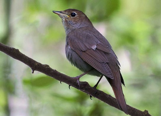 Какие виды птиц улетают зимой из России на юг, в тёплые края перезимовать