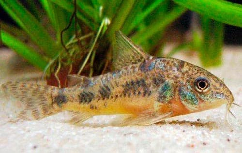 сом коридор сом коридор