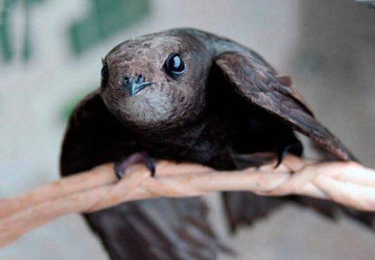 Какие виды птиц улетают зимой из России на юг, в тёплые края перезимовать