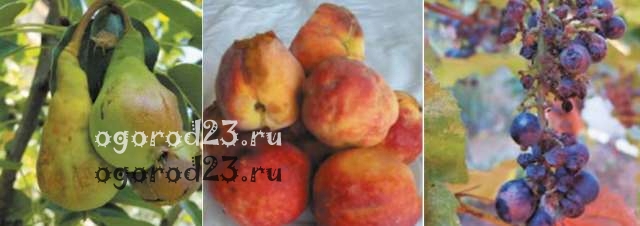 мраморный клоп - плоды мраморный клоп 5