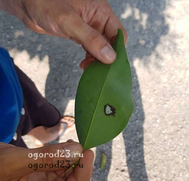 мраморный клоп - личинки мраморный клоп 1