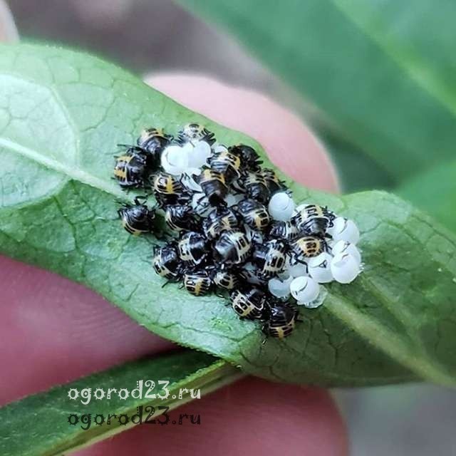 мраморный клоп яйца и коричнево-белые личинки мраморный клоп 4