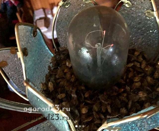 мраморный клоп в световой ловушке мраморный клоп 4