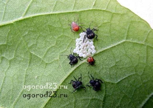 мраморный клоп - яйца и личинки мраморный клоп 2